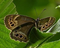Woodland Brown - Lopinga achine © Teresa Farino